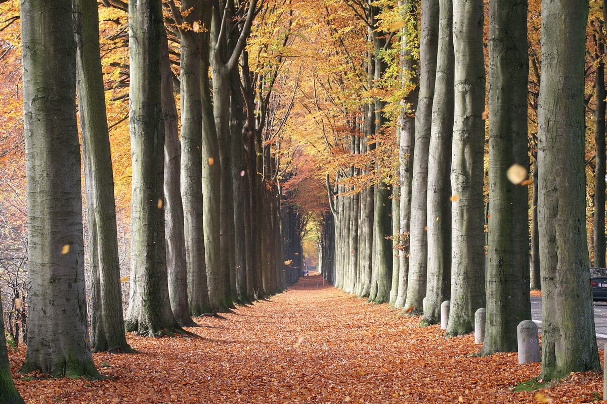 Beuk — stockfoto van Wikimedia Commons