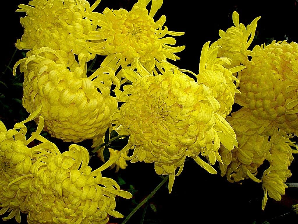 Chrysant — stockfoto van Wikimedia Commons