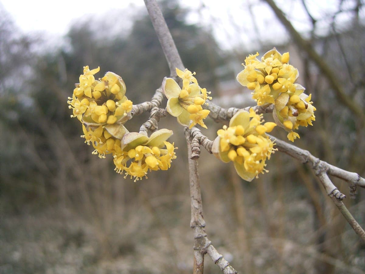 Gele kornoelje — stockfoto van Wikimedia Commons