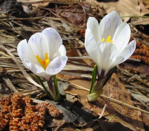 Bonte krokus — stockfoto van Wikimedia Commons