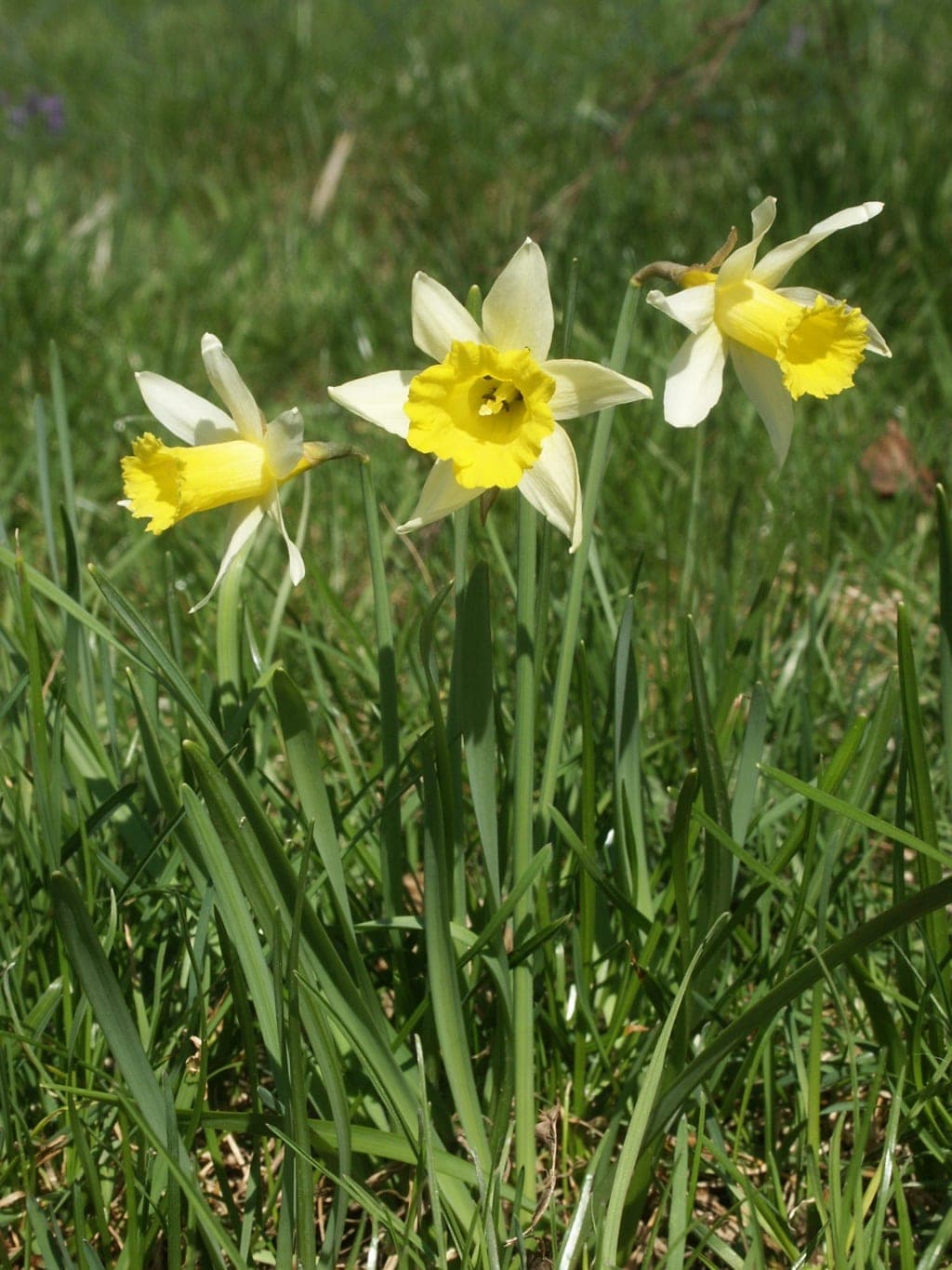 Narcis — stockfoto van Wikimedia Commons