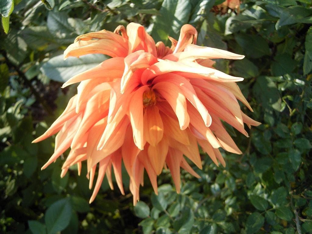 Dahlia — stockfoto van Wikimedia Commons