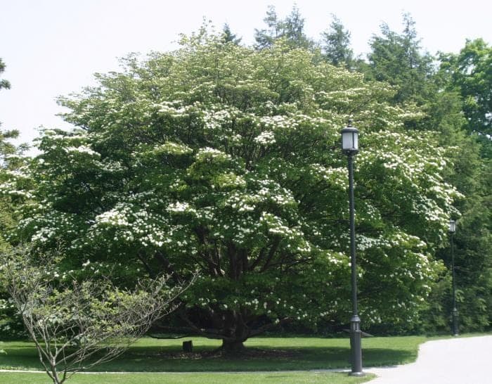 Bloeiende kornoelje — stockfoto van Wikimedia Commons