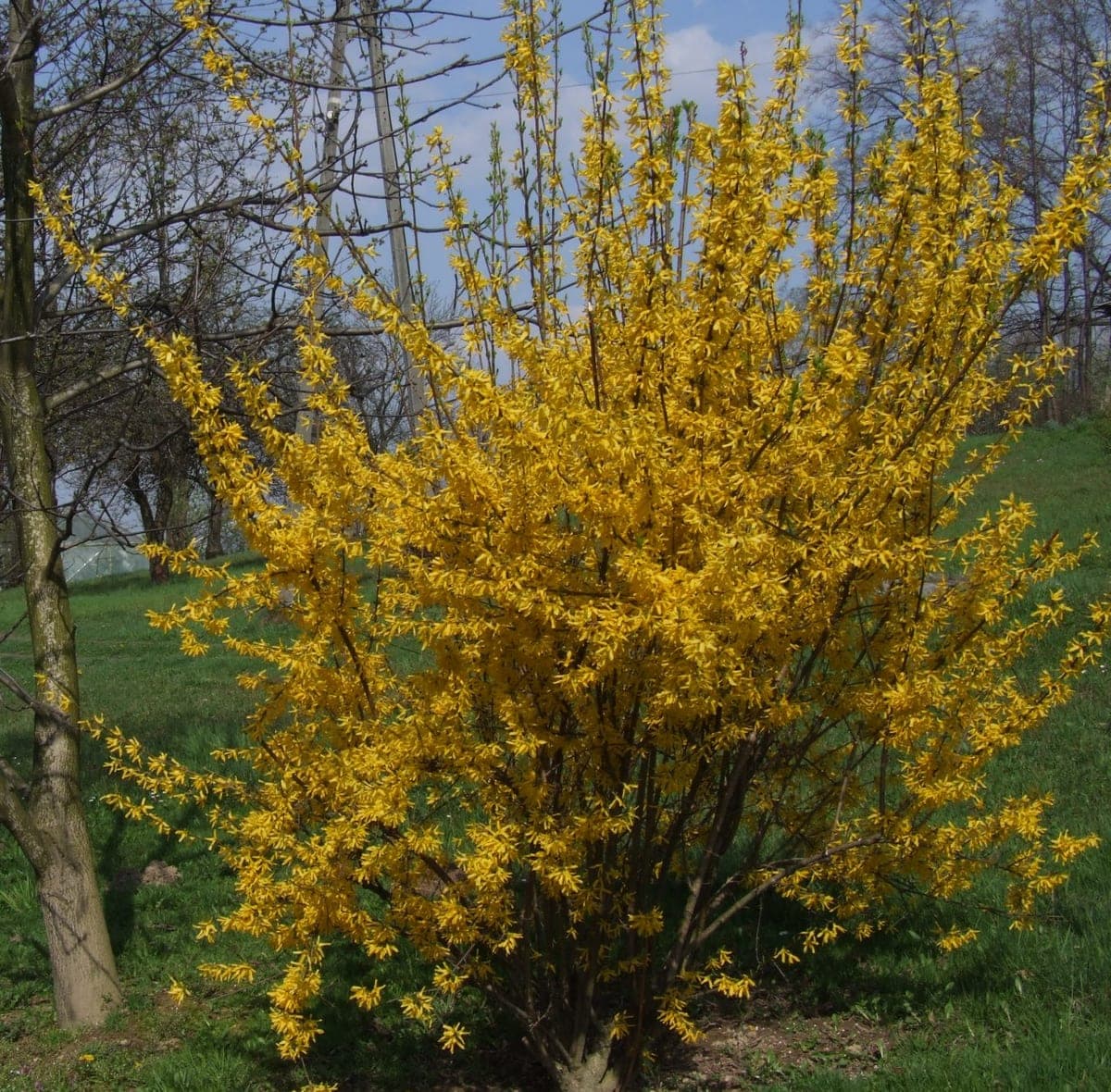 Forsythia — stockfoto van Wikimedia Commons