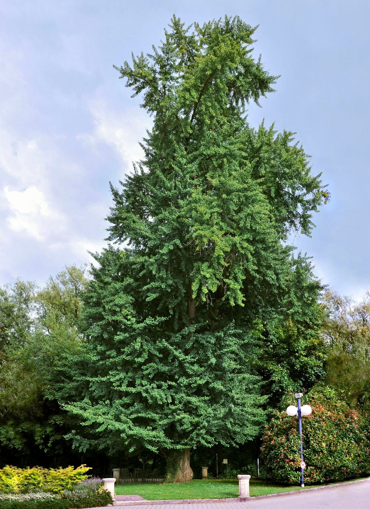Japanse notenboom — stockfoto van Wikimedia Commons