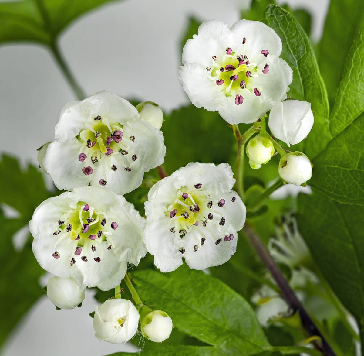 Meidoorn — stockfoto van Wikimedia Commons