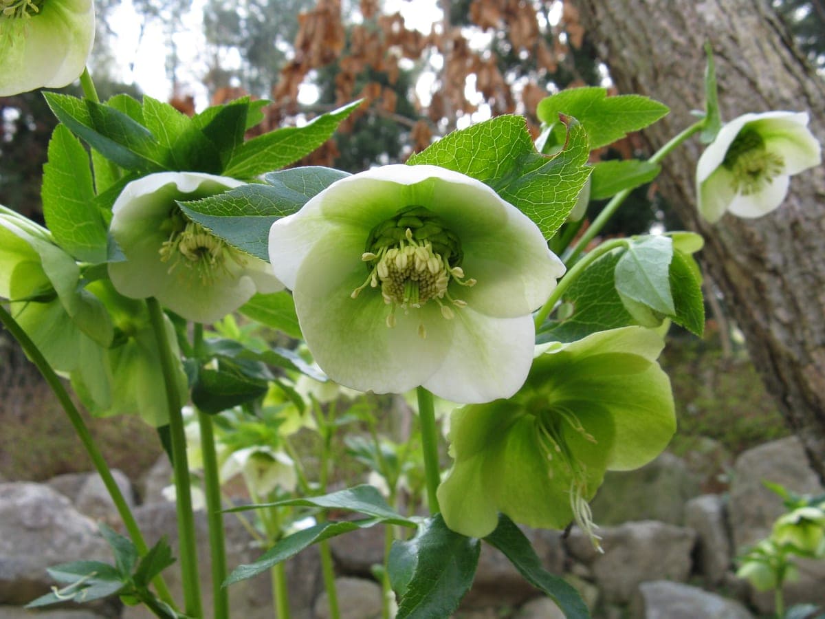 Lenteroos — stockfoto van Wikimedia Commons