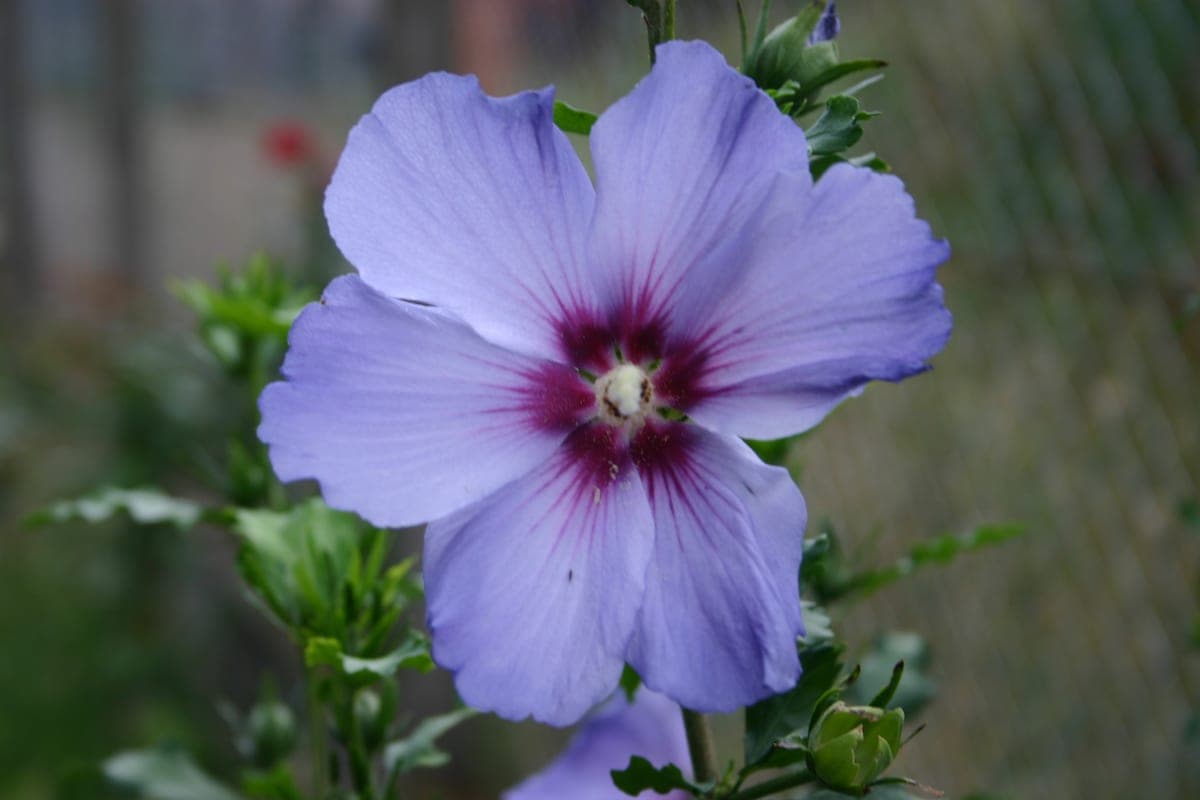 Altheastruik — stockfoto van Wikimedia Commons