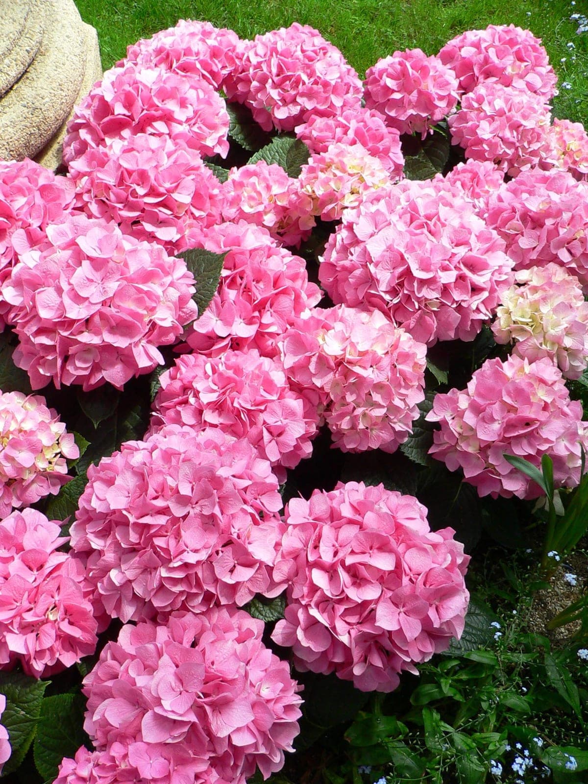 Hortensia