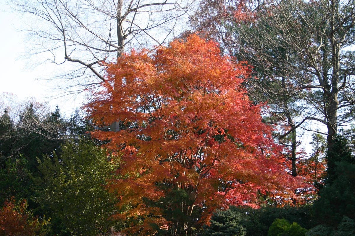 Japanse esdoorn — stockfoto van Wikimedia Commons