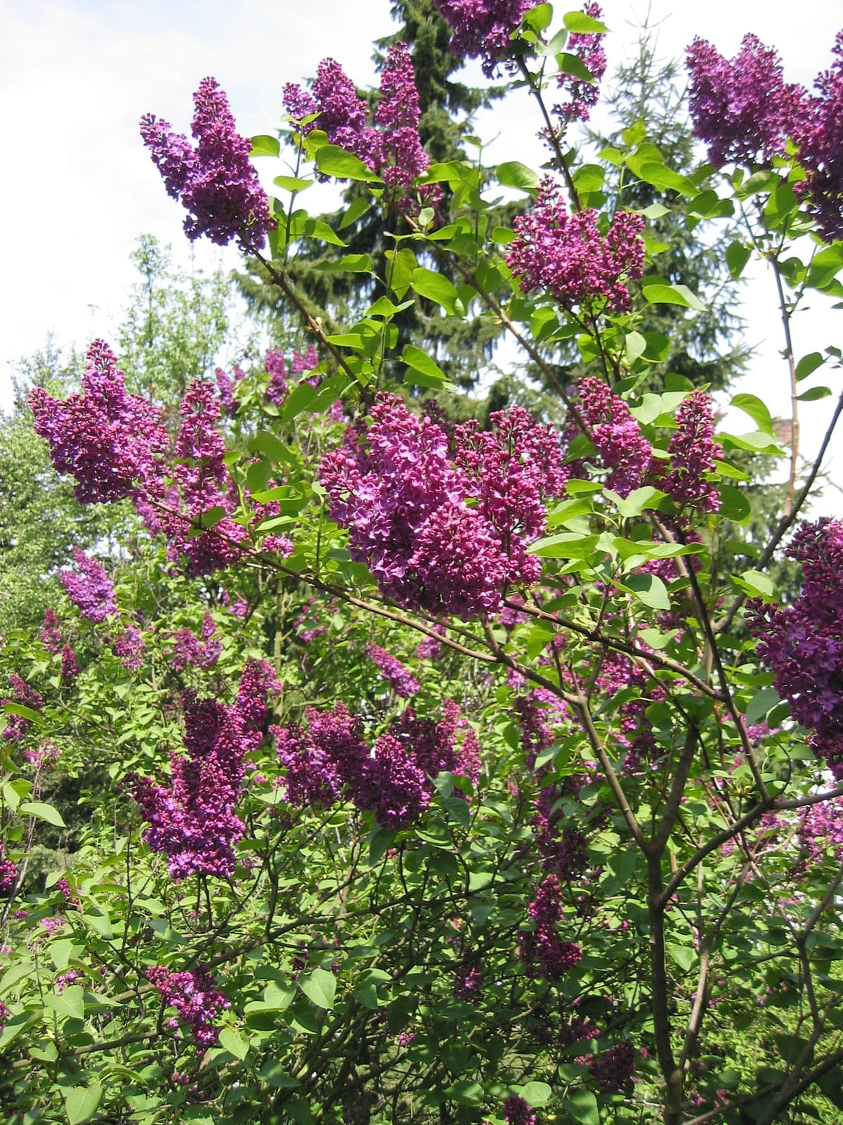 Sering — stockfoto van Wikimedia Commons