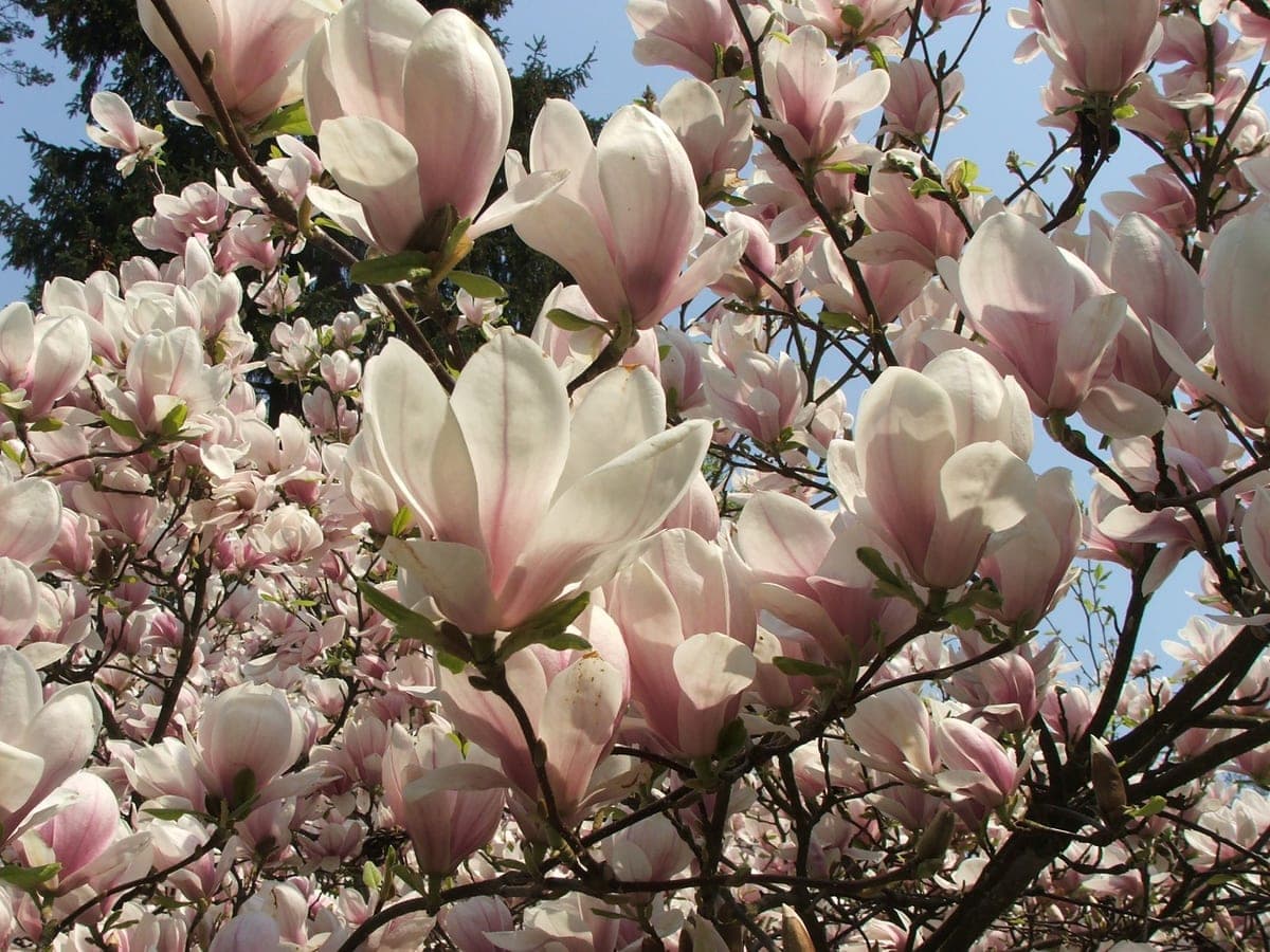 Magnolia — stockfoto van Wikimedia Commons