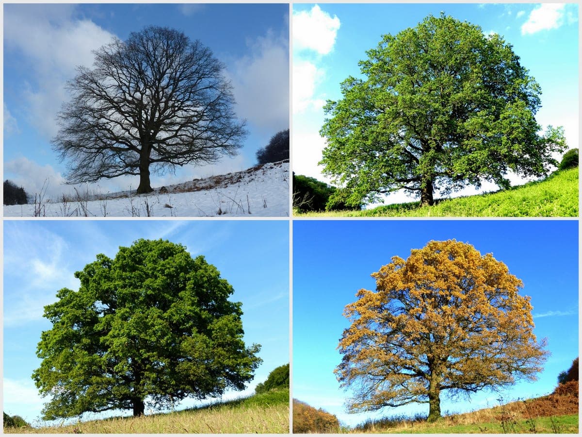 Zomereik — stockfoto van Wikimedia Commons
