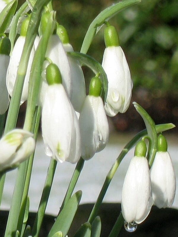 Sneeuwklokje — stockfoto van Wikimedia Commons