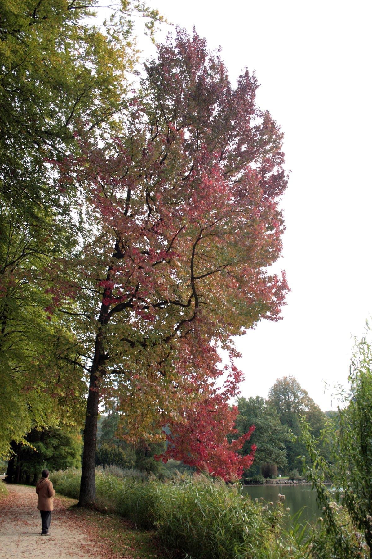 Amberboom — stockfoto van Wikimedia Commons