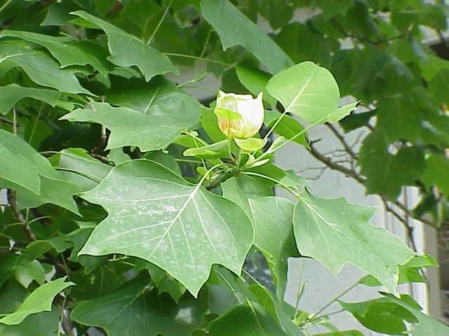 Tulpenboom