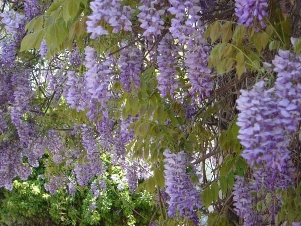 Blauweregen — stockfoto van Wikimedia Commons